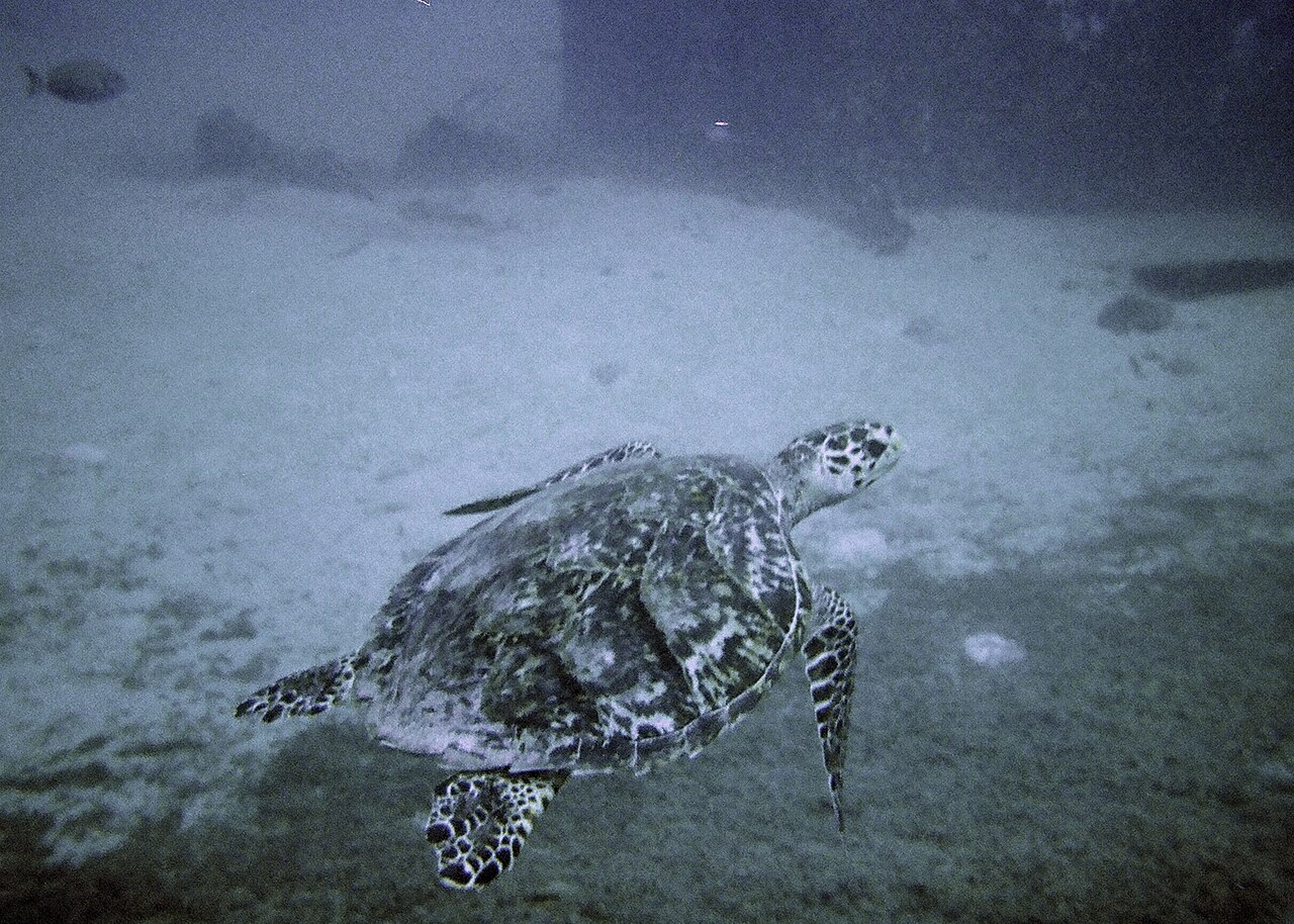 turtles